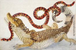 Brillenkaiman (Caiman crocodilus) und ein Falsch Coral Snake (An Brillenkaiman (Caiman crocodilus) und ein Falsch Coral Snake (An