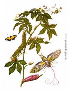 Platte zeigt Stadien Cocytius Antaeus von Metamorphosis insector Platte zeigt Stadien Cocytius Antaeus von Metamorphosis insector