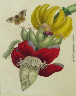 Blütenstand von Banana Blütenstand von Banana