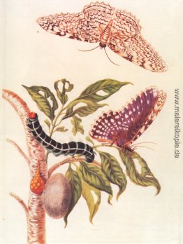 Metamorphose eines Schmetterlings Metamorphose eines Schmetterlings