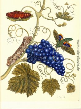 Platte einer Motte (Eumorpha Labruscae), die auf Trauben Feeds ( Platte einer Motte (Eumorpha Labruscae), die auf Trauben Feeds (