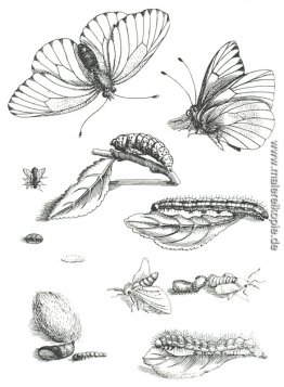Platte LXXXV von Erucarum Ortus Alimentum et Paradoxa Metamorpho Platte LXXXV von Erucarum Ortus Alimentum et Paradoxa Metamorpho