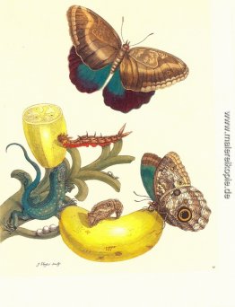 Platte # 23- Musa paradisiaca, Caligo Teucer und Cnemidophorus L Platte # 23- Musa paradisiaca, Caligo Teucer und Cnemidophorus L