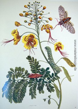 von Metamorphosis insectorum Surinamensium, Tafel XLV von Metamorphosis insectorum Surinamensium, Tafel XLV