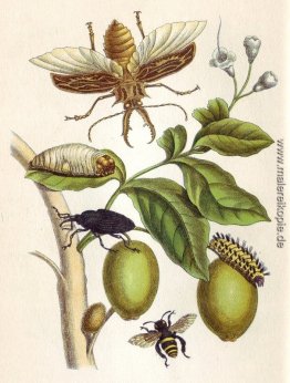 von Metamorphosis insectorum Surinamensium, Tafel XLVIII von Metamorphosis insectorum Surinamensium, Tafel XLVIII