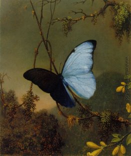 Blauer Morpho Schmetterling Blauer Morpho Schmetterling