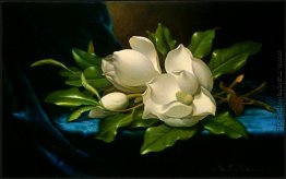 Giant Magnolias on a Blue Velvet Cloth Giant Magnolias on a Blue Velvet Cloth