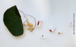 Sand-tree 2 Sand-tree 2