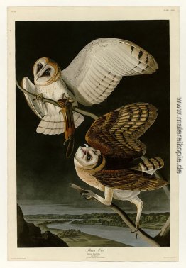 Platte 171 Barn Owl Platte 171 Barn Owl