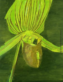 Orchidee Orchidee