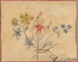 Study of flowers Study of flowers