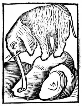 Elephant in Hortus sanitatis Elephant in Hortus sanitatis