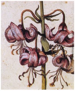 Lillium Martagon Bedingungen (Details) Lillium Martagon Bedingungen (Details)
