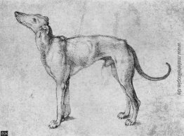 Windhund Windhund