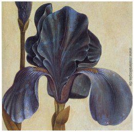 Troiana Iris (Detail) Troiana Iris (Detail)