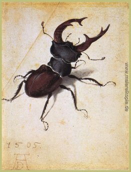 Cervus Lucanus Cervus Lucanus