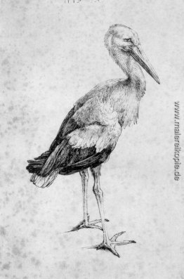 Storch Storch
