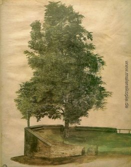 Lindenbaum auf einer Bastion Lindenbaum auf einer Bastion
