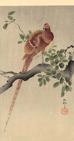 Fasan auf Niederlassung Fasan auf Niederlassung