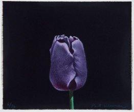 Tulpe Tulpe