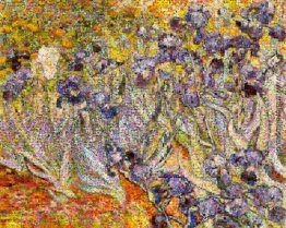 Schwertlilien Schwertlilien