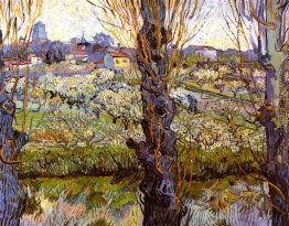 Obstgarten in der Blüte mit Pappeln Obstgarten in der Blüte mit Pappeln