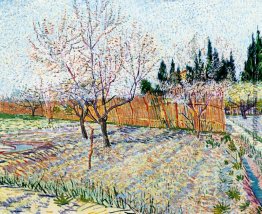 Obstgarten mit Pfirsich-Bäume in der Blüte Obstgarten mit Pfirsich-Bäume in der Blüte