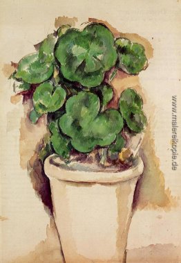 Topf Pelargonien Topf Pelargonien