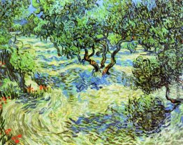 Olive Grove - strahlend blauer Himmel Olive Grove - strahlend blauer Himmel