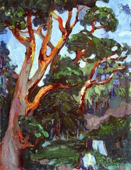 Arbutus Baum Arbutus Baum