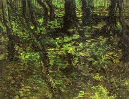 Unterholz mit Efeu Unterholz mit Efeu