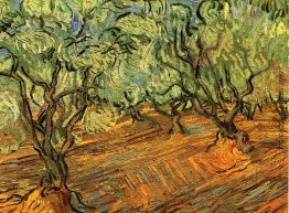 Olive Grove - strahlend blauer Himmel Olive Grove - strahlend blauer Himmel
