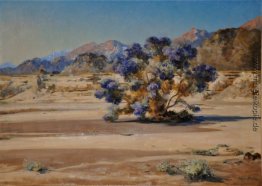 Smoketree Smoketree