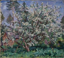 Apfelbaum in voller Blüte Apfelbaum in voller Blüte