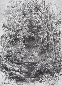 Forest Stream Forest Stream