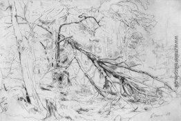 Gebrochene Birch Gebrochene Birch