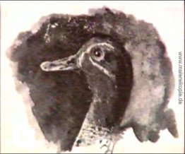 Kopf der Ente Kopf der Ente