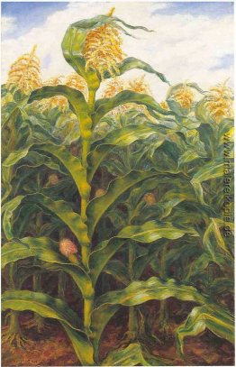 Kansas Cornfield Kansas Cornfield