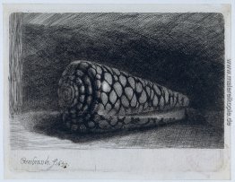 Die Schale "Conus Marmoreus ' Die Schale "Conus Marmoreus '