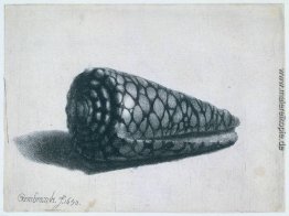 Die Shell (Conus marmoreus) Die Shell (Conus marmoreus)