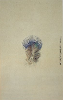 Studie eines Pfaus Breast Feather Studie eines Pfaus Breast Feather