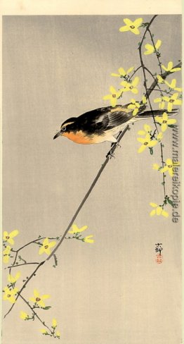 Orange Reiher Vogel Orange Reiher Vogel