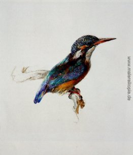 Eisvogel Eisvogel