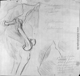 Anatomische Zeichnung Anatomische Zeichnung