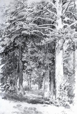 Kiefernwald Kiefernwald