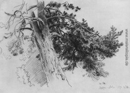 Teil der Stamm der Kiefer. Mary-Howe Teil der Stamm der Kiefer. Mary-Howe