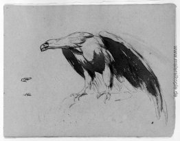 Adler (von Sketchbook) Adler (von Sketchbook)