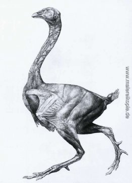 Studie eines Fowl, Seitenansicht, mit der Haut und der darunter Studie eines Fowl, Seitenansicht, mit der Haut und der darunter