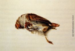 Gefieder Partridge Gefieder Partridge