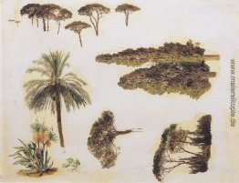 Baum-Studien von Rom Baum-Studien von Rom